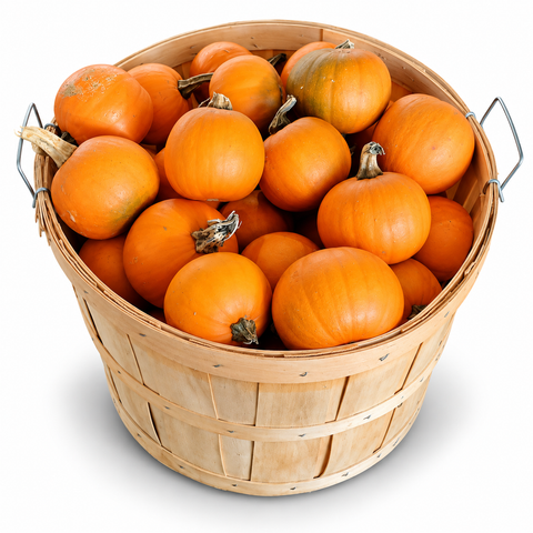 Basket of Mini Pumpkin (appx 50 units)