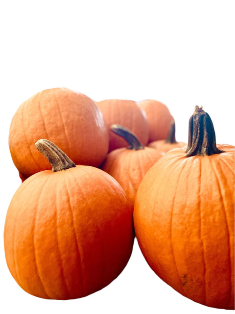 Medium Pumpkin Individual