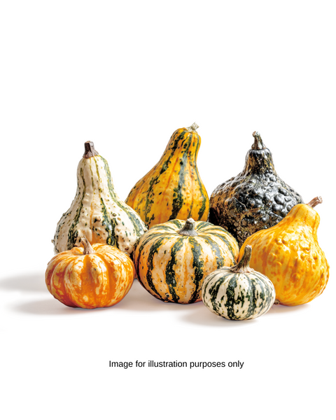 Gourds | Bundle of 10